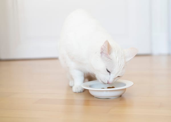 Warum meine Katze nicht frisst