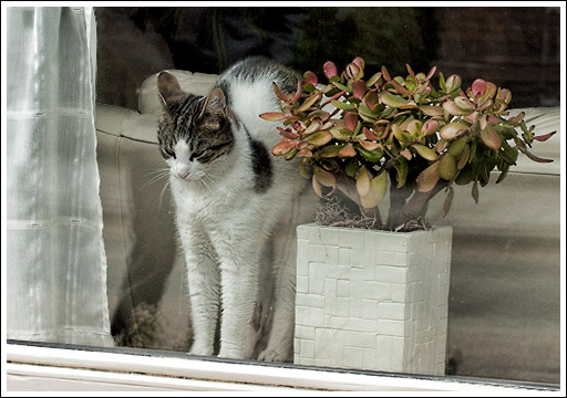 Katze auf der Fensterbank