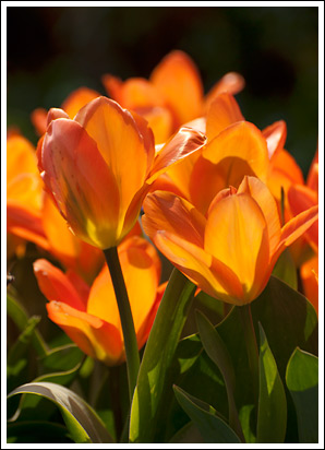 Orangefarbene Tulpen aus den Niederlanden