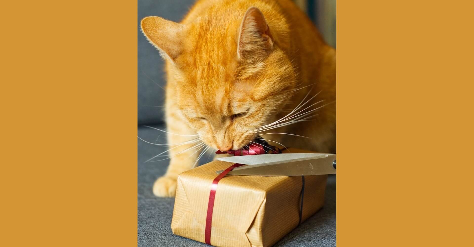 Katze versucht ein Päckchen zu öffnen.
