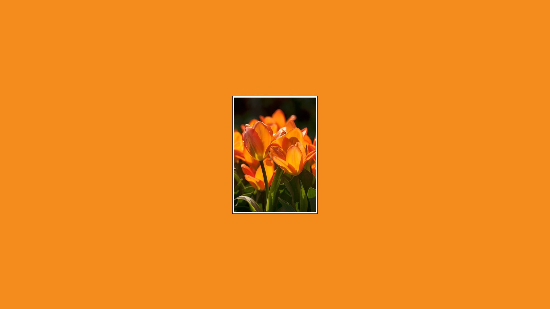 Orangefarbene Fläche mit Tulpe