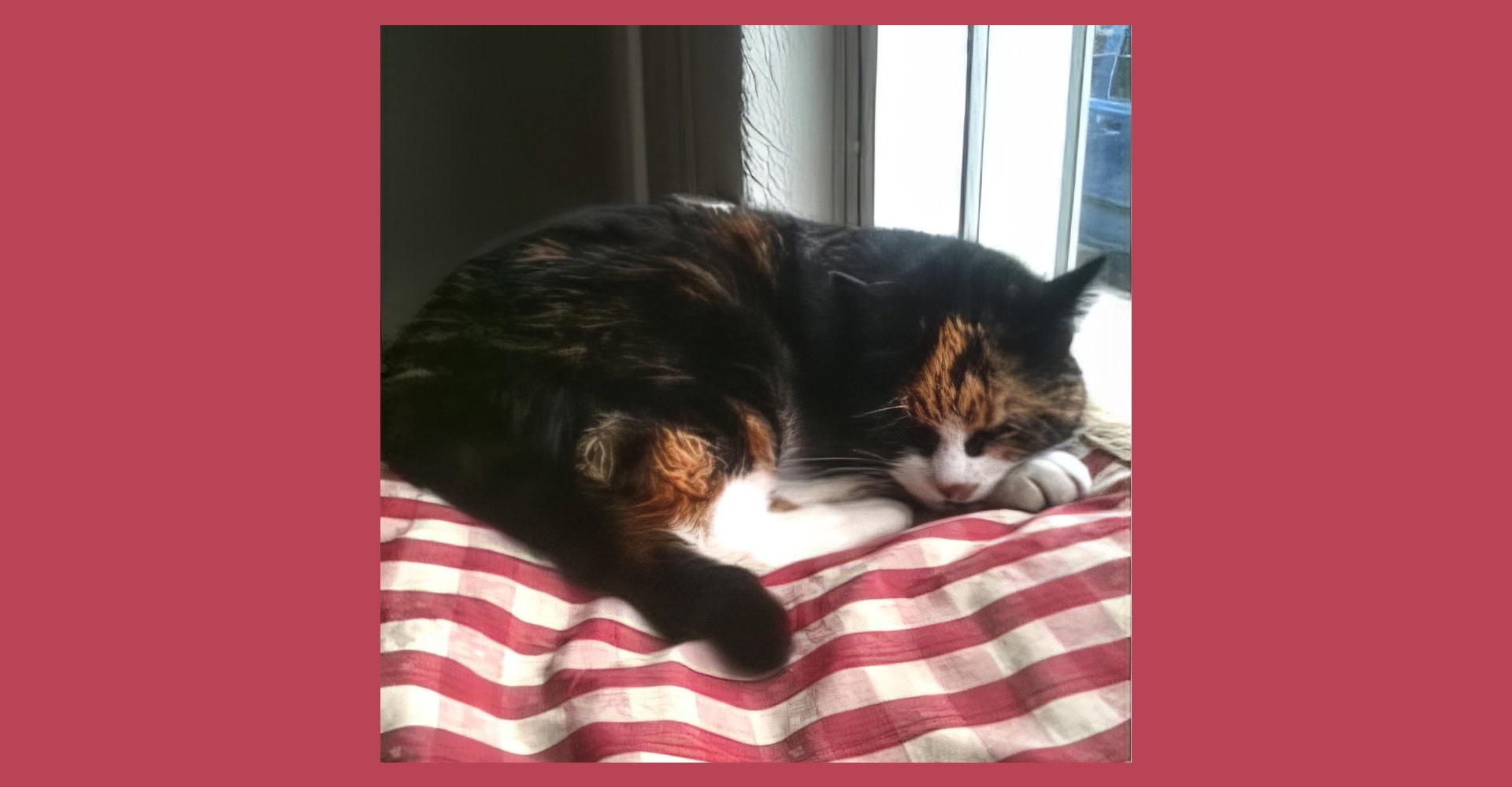 eine schlafende alte Katze auf einem Kissen am Fenster