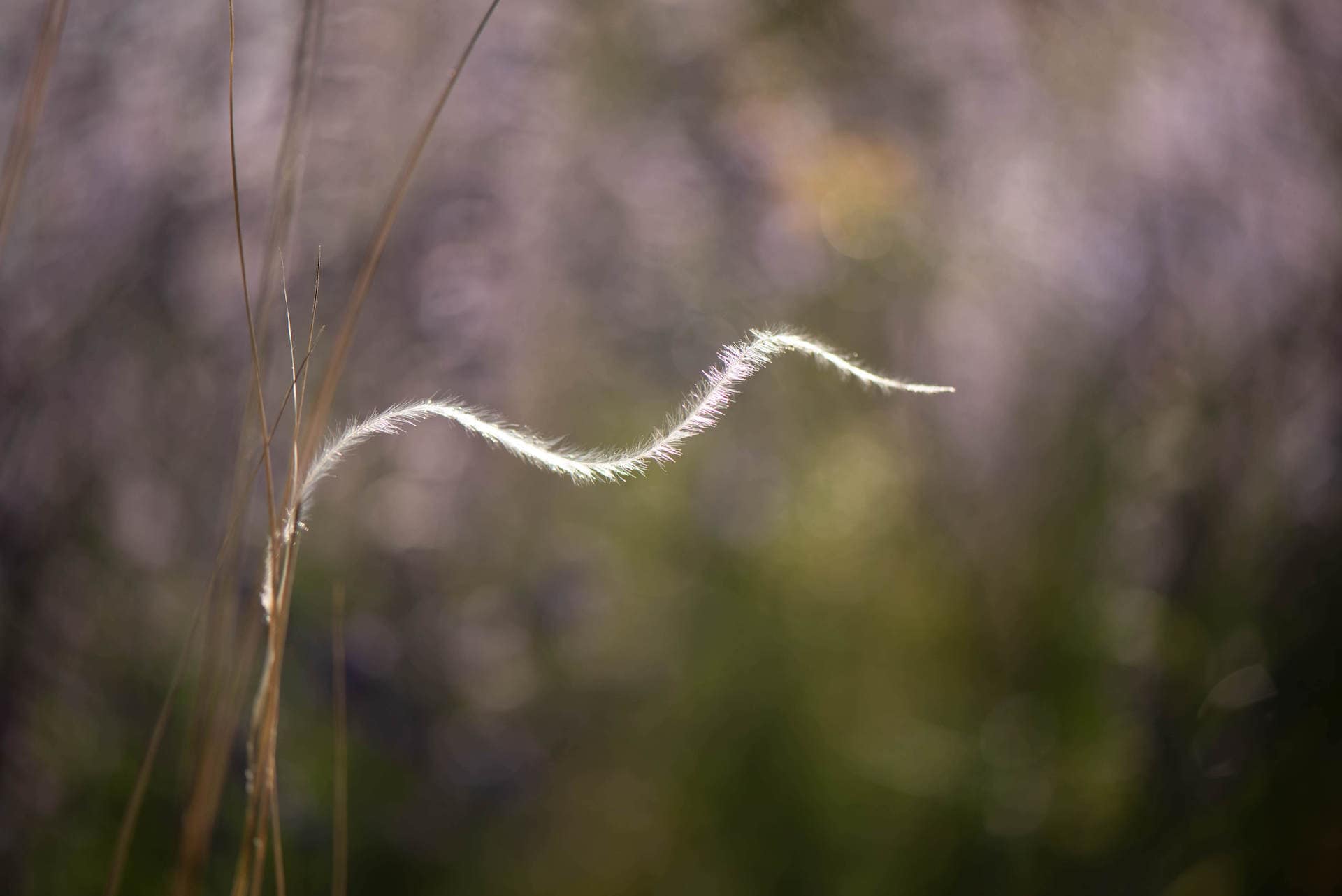 Grashalm auf einer Blumenwiese